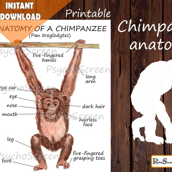 Anatomie du chimpanzé, parties du corps, schéma d'un singe, primate, matériel Montessori, impression à la maison