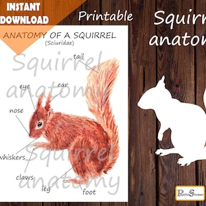 EICHHÖRNCHEN Anatomie Poster, Körperteile, Montessori Materialien für Säugetiere oder Waldtiere