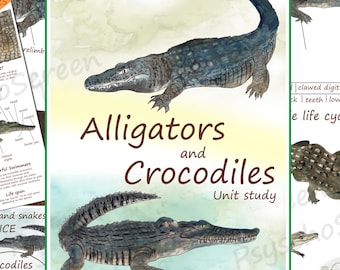 Crocodile & Alligator Anatomy, Life Cycle, Posters for kids activities (PDF Download)
