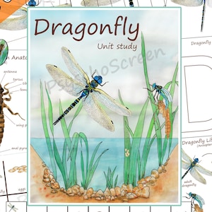 Dragonfly Anatomy & Life Cycle Unit Study: Montessori Learning Printables (PDF Download