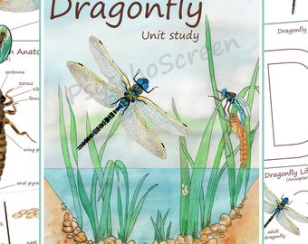 Unità di studio sull'anatomia e il ciclo vitale della libellula per bambini: materiale didattico Montessori stampabile (download PDF)