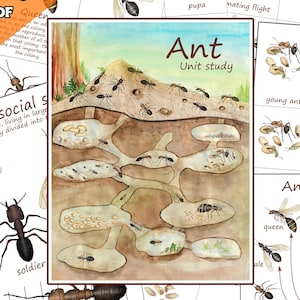 Watercolor Ant Anatomy & Life Cycle Printable: Montessori Insect Study (Digital Download)