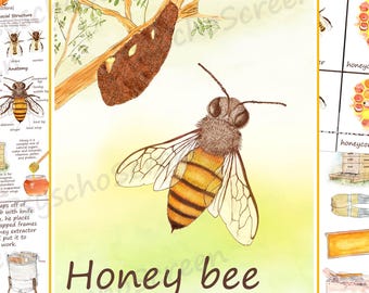 HONEY BEE Unit Study | Bees Nature study | Homeschool, Kindergarten, Elementary school Printable PDF | Charlotte Mason, Montessori