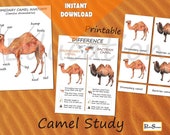 Camel Anatomy Study: Montessori Cards & Posters (Digital Download)