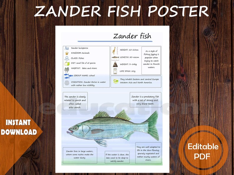 Zander Fish Tooth Watercolor Fish Anatomy Study for Preschool Activities (digital ...