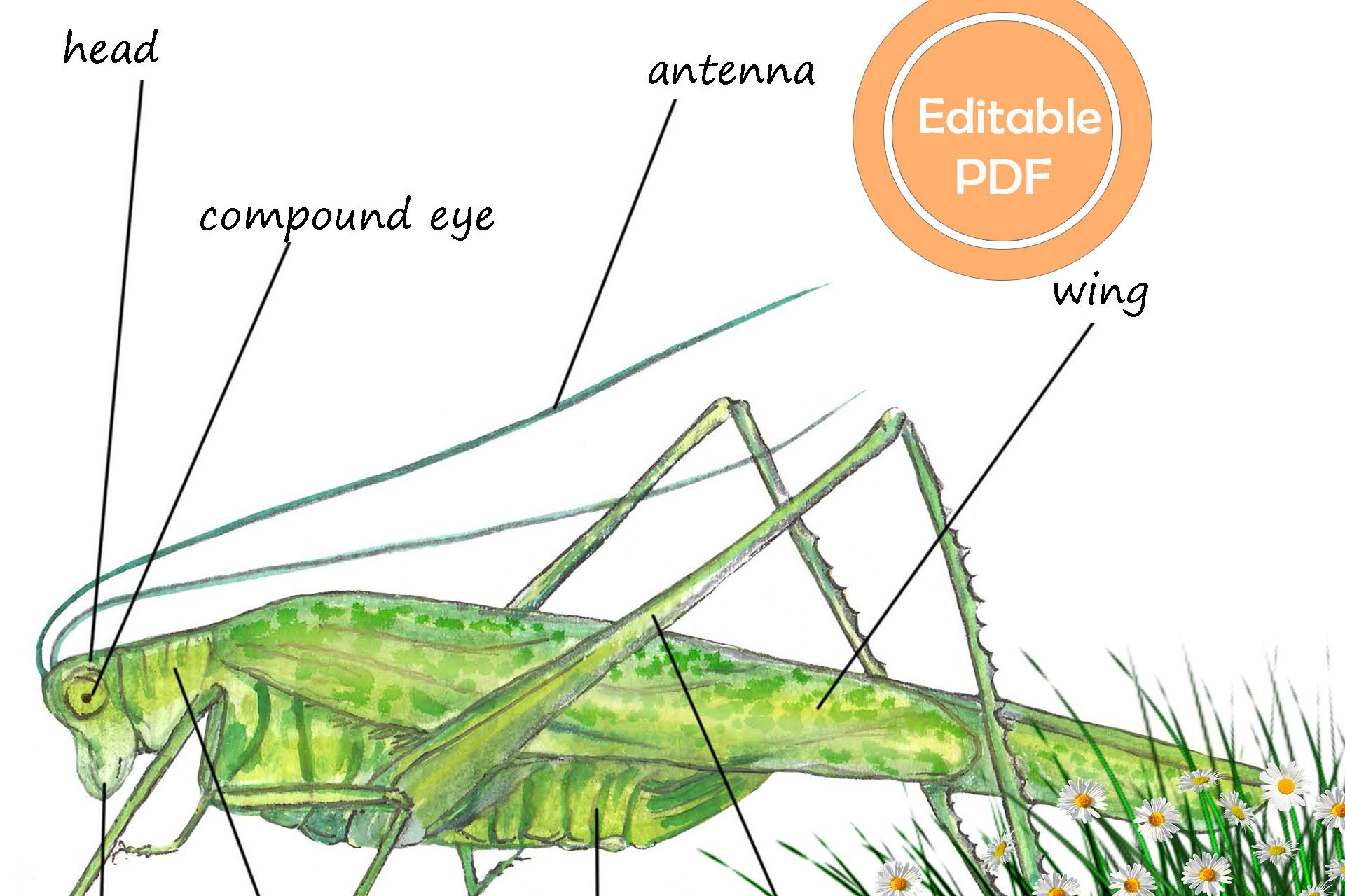 Grasshopper Internal Anatomy