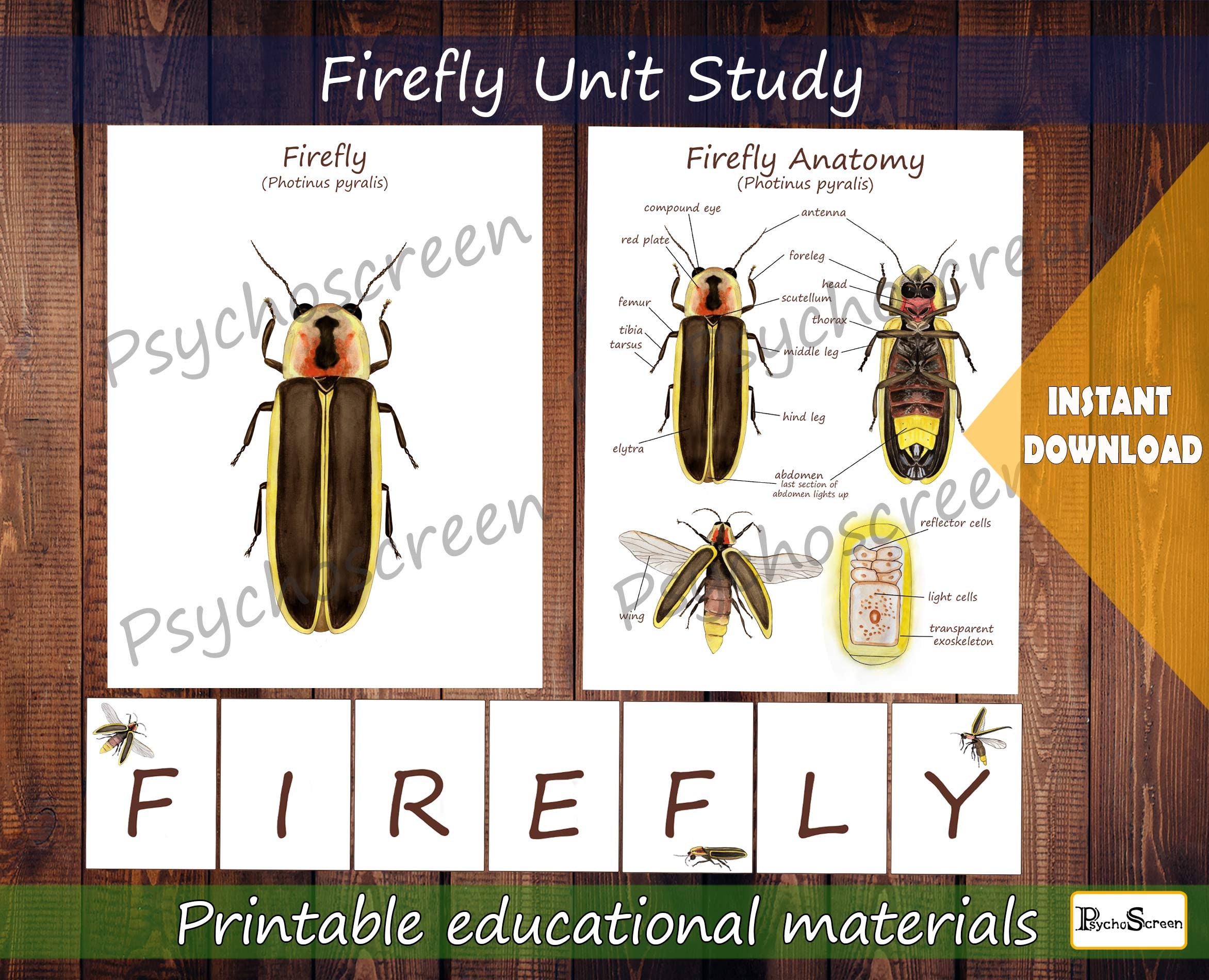 Firefly Anatomy, Life Cycle and Games for Kids (printable Bundle) - Etsy