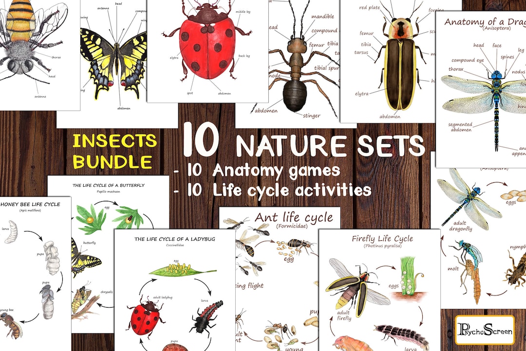 10 Insect Anatomy and Life Cycle Activities Set, Build Insect Hotel ...