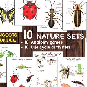 Insect Anatomy & Life Cycle Learning Set: Nature Study Printables (PDF)