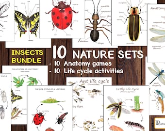 Insect Anatomy & Life Cycle Learning Set for kids: Nature Study Printables (PDF)