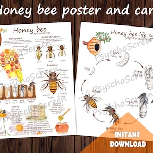 BEE-poster levenscyclus en leerset, afdrukbare posters, anatomie, levenscyclus, flashcards, montessorimaterialen voor insecten