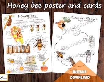 Bee Life Cycle Watercolor Print: Anatomy Poster, Montessori Flashcards (PDF)