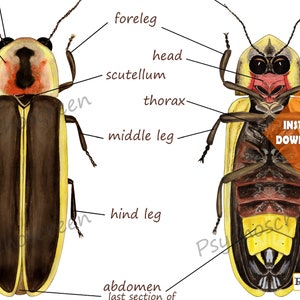 FIREFLY Anatomy Poster - Printable Vintage & White, Montessori ...