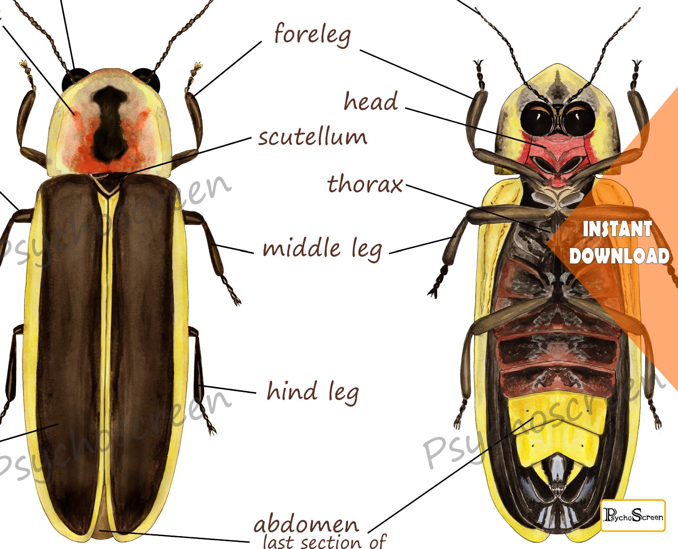 firefly body diagram