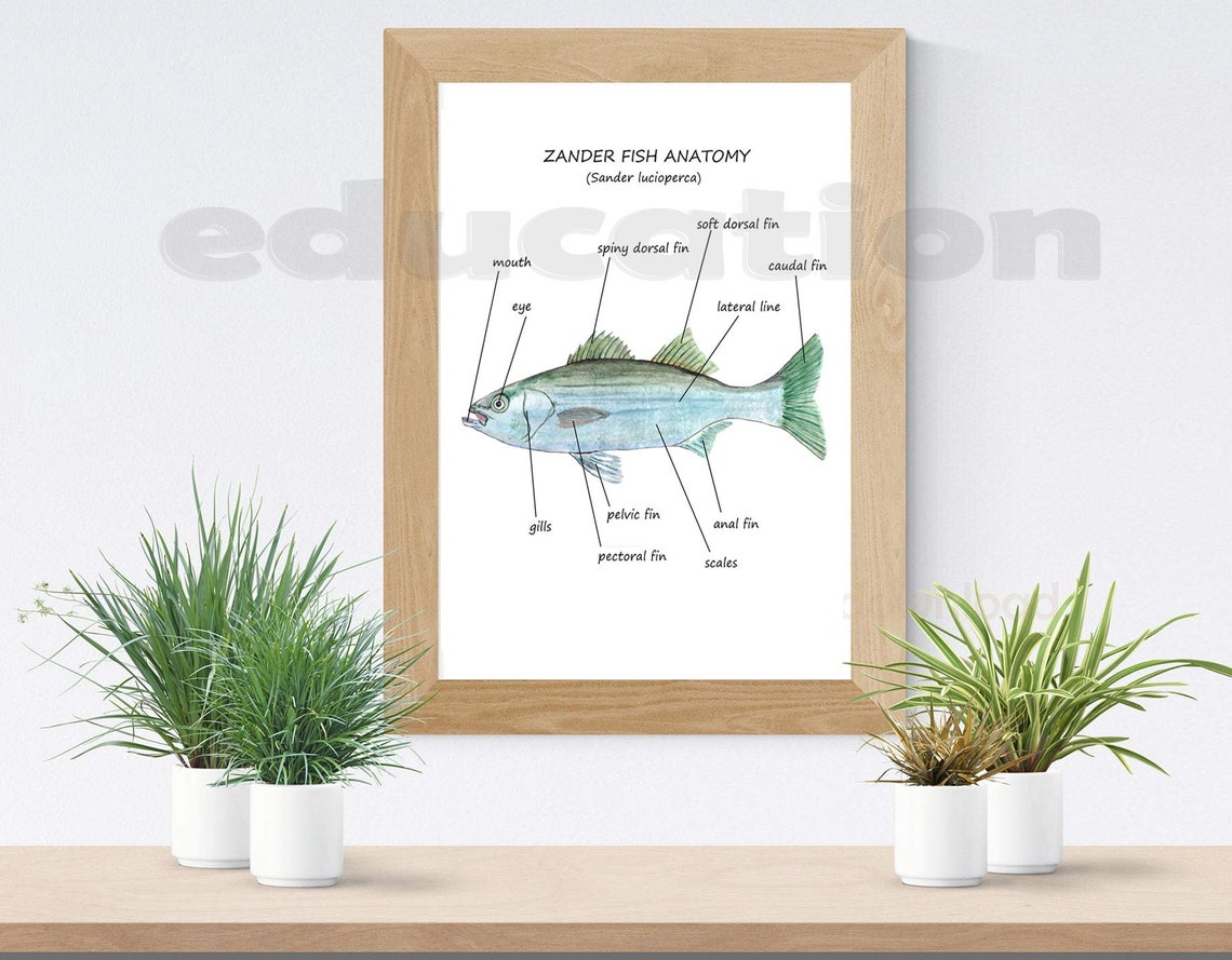 FISH Unit Study MEGA Printable Fish Bundle Anatomy Etsy