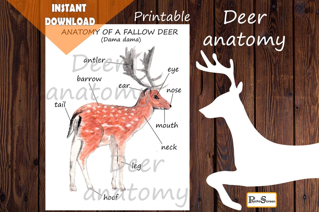 Deer Anatomy Fallow Deer Body Parts Diagram of a Deer Montessori