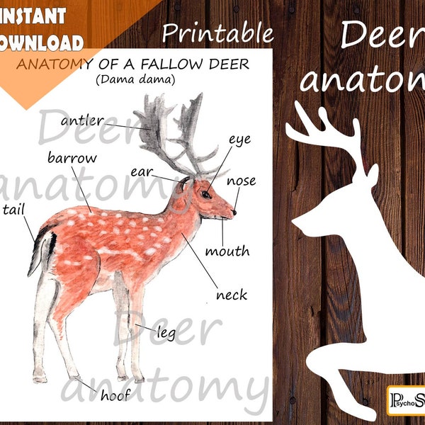 Deer anatomy • Fallow deer • body parts • Diagram of a deer • Montessori materials