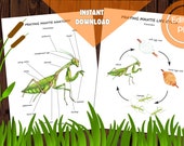 Praying Mantis Anatomy & Life Cycle: Watercolor Printables (Digital Download)