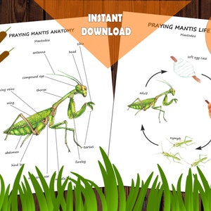 PRAYING MANTIS Einheitsstudie, bedruckbares Bündel mit Anatomie, Lebenszyklus, Karten, Arbeitsblättern, bearbeitbare Montessori-Materialien für Insekten