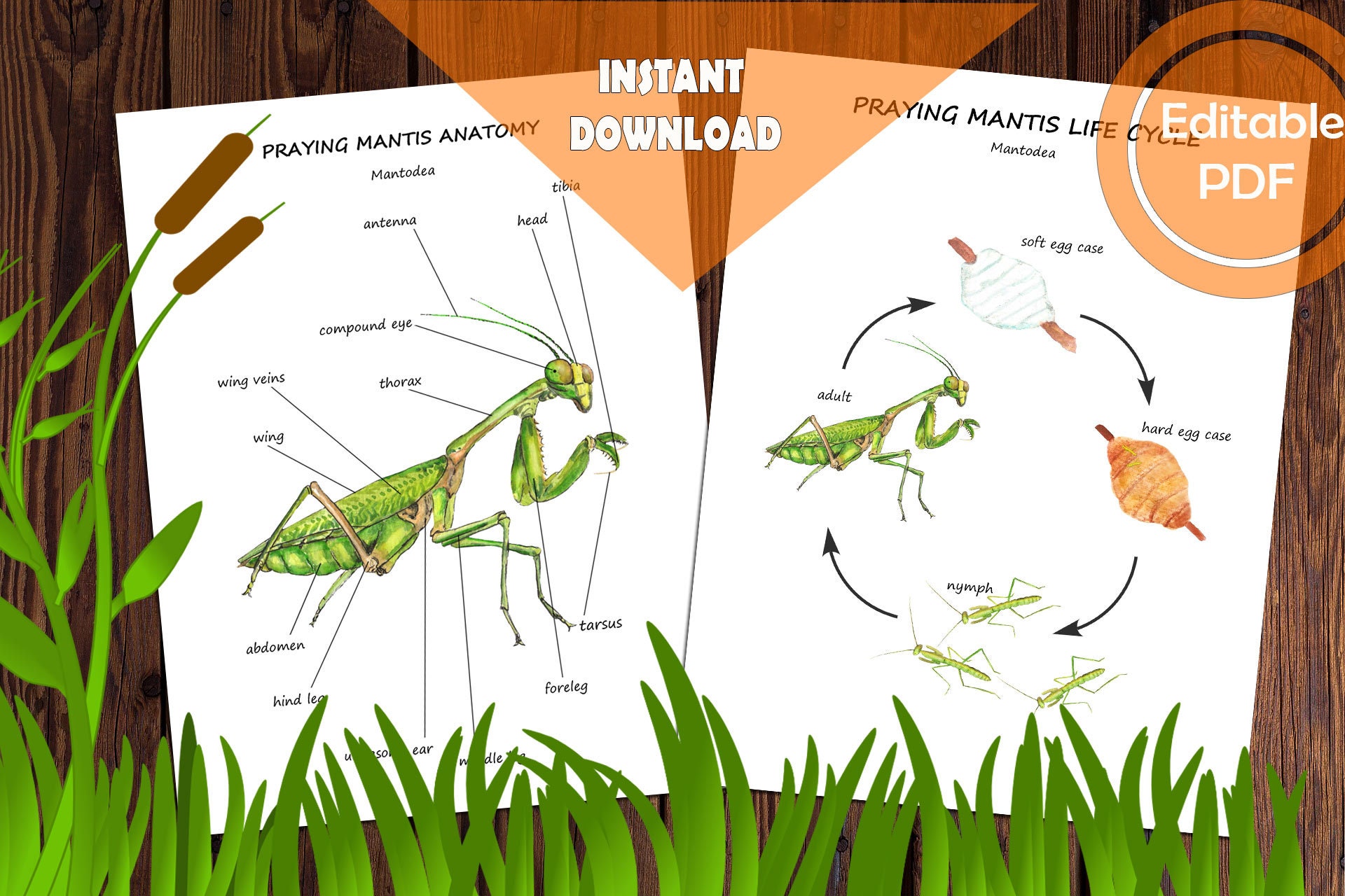 PRAYING MANTIS Unit Study MEGA Printable Bundle Anatomy Etsy Australia