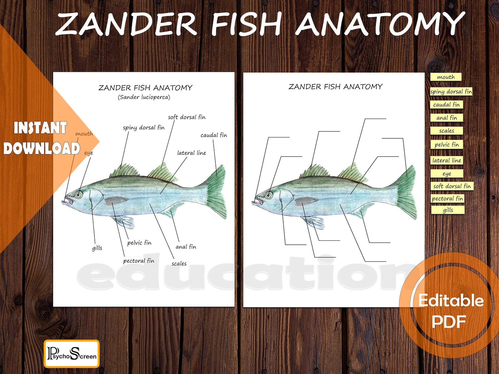 FISH Unit Study MEGA Printable Fish Bundle Anatomy Etsy