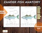 Watercolor Fish Anatomy Study: Printable Diagram & Puzzle (Digital Download)