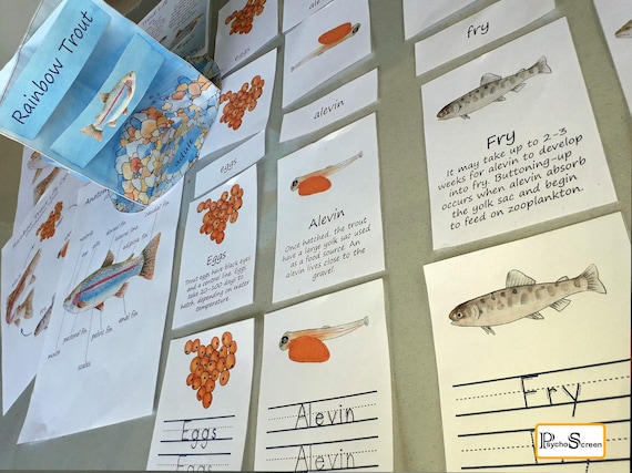 Yolk Sac Alevin Fly Patterns RAINBOW TROUT Unit Study, Printable