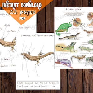 LIZARDS UNIT STUDY, Printable Lizard Bundle With Anatomy, Diagram, Life ...