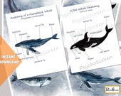 Watercolor Whale Anatomy Study: Montessori Printable Bundle (Digital Download)