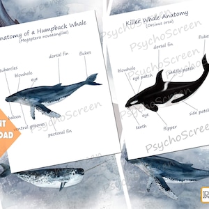 WHALE Einheit Studie: Druckbare Wale bündel mit Anatomie, Diagramm, Poster, Karten, Puzzle, Fakten, Montessori Materialien für Säugetiere oder Ozean