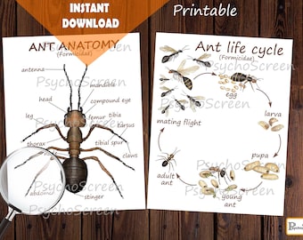 Ant Anatomy & Life Cycle Watercolor Printables (Digital Download)