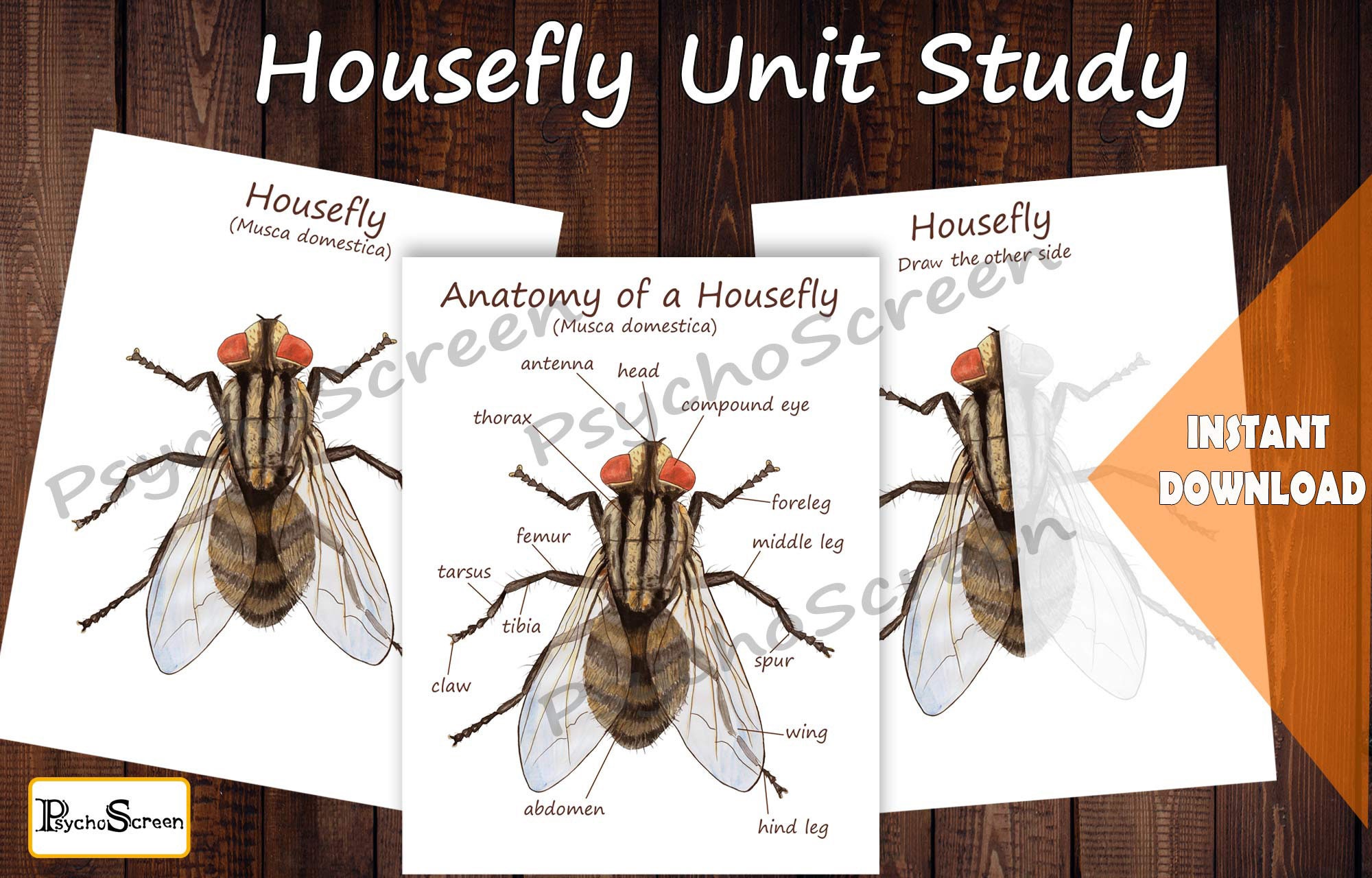 Housefly Life Cycle Unit Study MINI Printable Flies Bundle Etsy