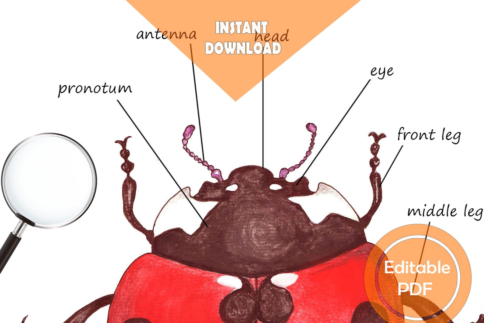LADYBUG Unit Study MEGA Printable Ladybug Bundle Anatomy Etsy
