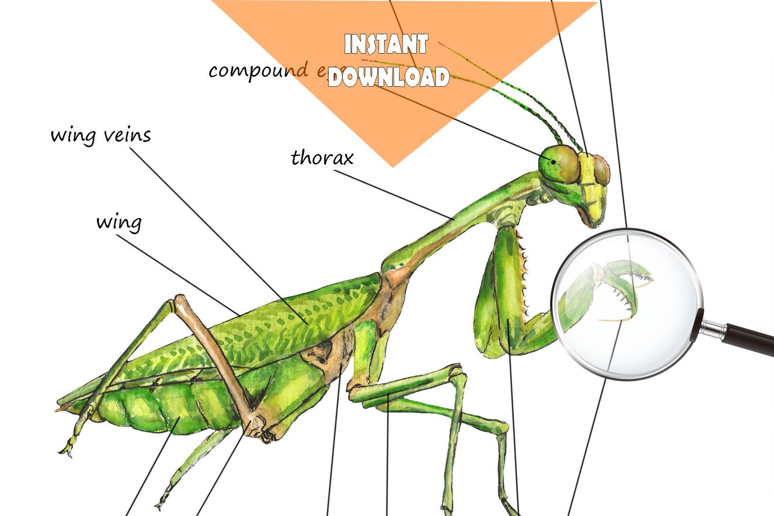 PRAYING MANTIS Unit Study MEGA Printable bundle Anatomy Etsy France