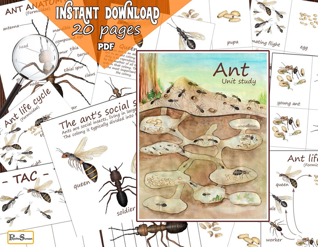 ANT Unit Study, Printable Ants Bundle for Anatomy, Life Cycle, Cards ...