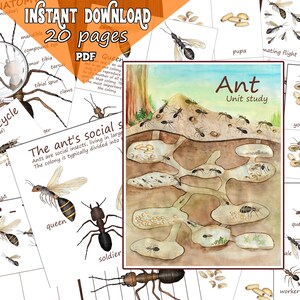 Ameisen Einheit Studie, druckbare Ameisen bündel für Anatomie, Lebenszyklus, Karten, Sozialstruktur, Poster, Montessori Materialien für Insekten