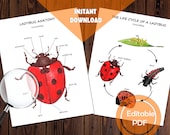 Ladybug Anatomy & Life Cycle Printable: Montessori Cards (Editable PDF)