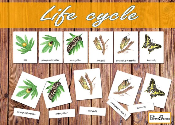 Butterfly Anatomy Life Cycle Bundle Of Animal Metamorphosis Editable Watercolor Homeschoole Printableinsect Partsmontessori Education