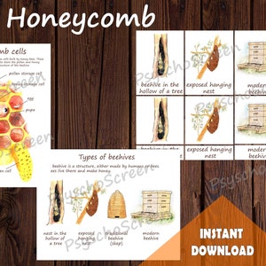 CELDAS DE PANAL Conjunto de aprendizaje, paquete imprimible de abejas con carteles, hojas de trabajo, tarjetas, materiales Montessori para insectos