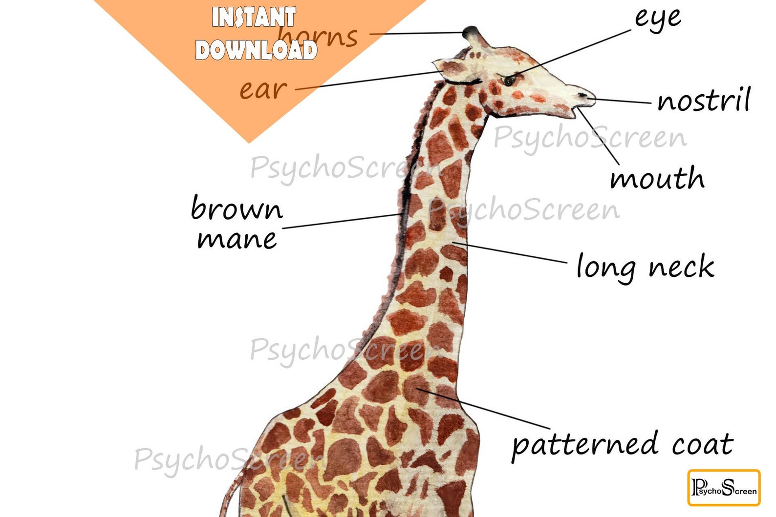 Giraffe anatomy Body parts Diagram of a giraffe Mammals Etsy