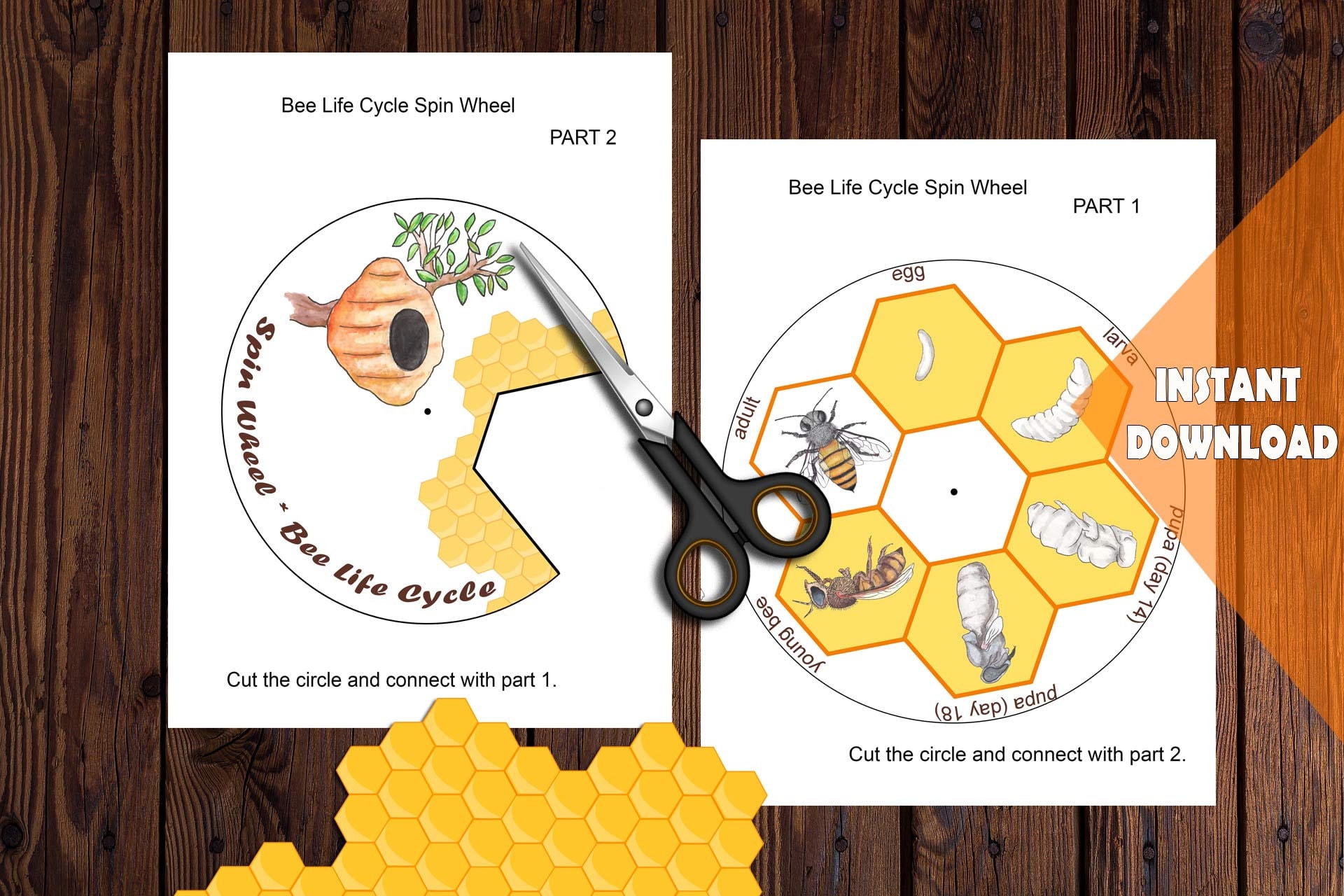 HONEY BEE Unit Study MINI Printable Bees Bundle Anatomy Etsy Australia