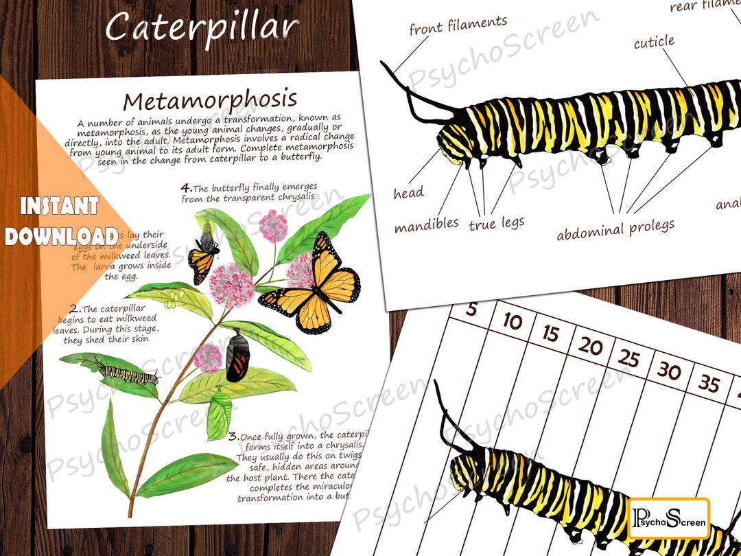 CATERPILLAR Unit Study MEGA Printable Caterpillar Bundle Etsy