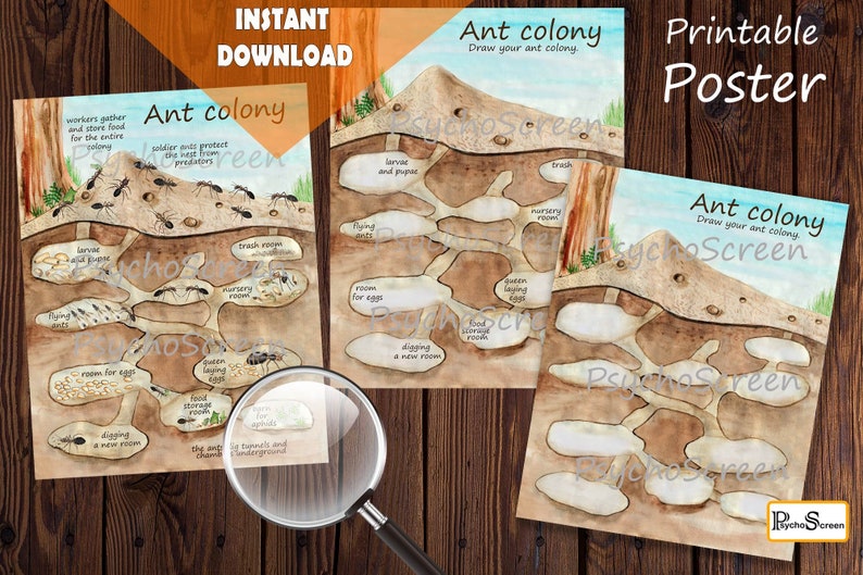 Ant Colony - posters and workscheeets