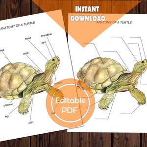 Turtle Anatomy Study: Reptile Diagram, Montessori Printable (Editable PDF)