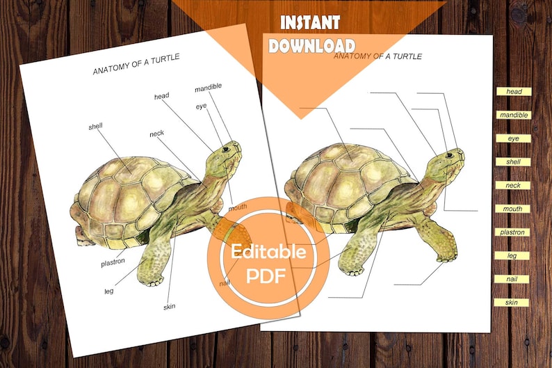 Turtle Anatomy Study: Reptile Diagram, Montessori Printable (editable ...