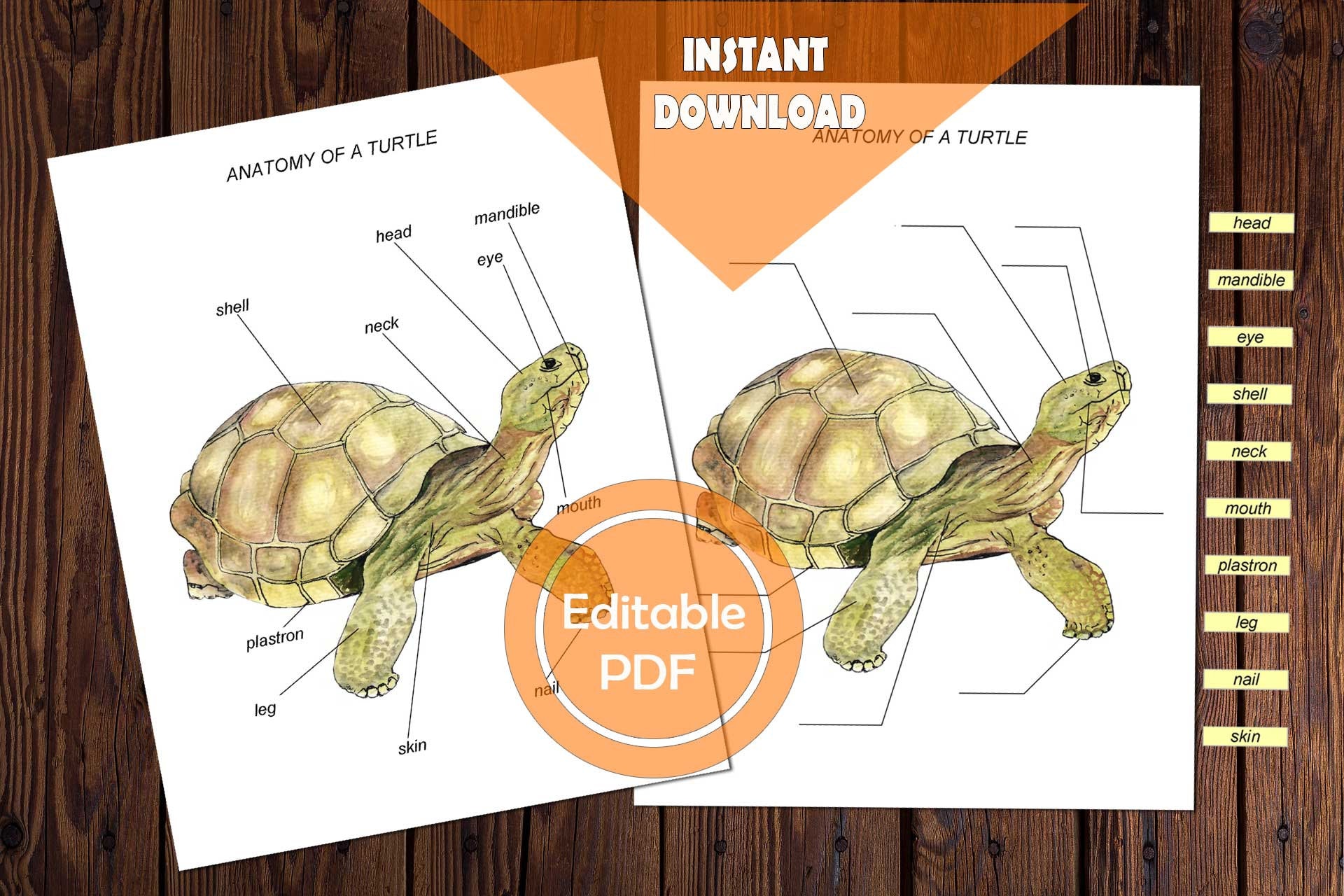 Turtle Shells: Anatomy and Diseases