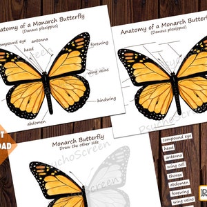 BUTTERFLY Busy Book, MINI Printable Butterfly Bundle With Anatomy, Life ...