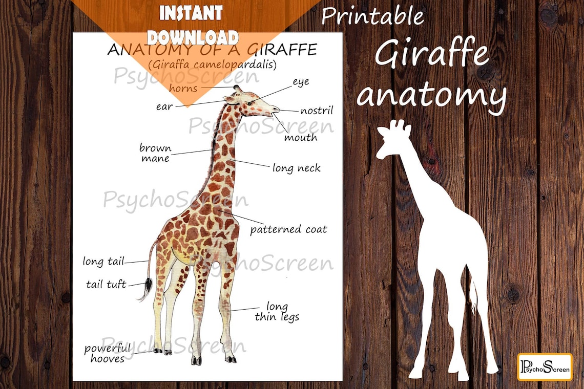 Giraffe Anatomy Body Parts Diagram of a Giraffe Mammals Etsy