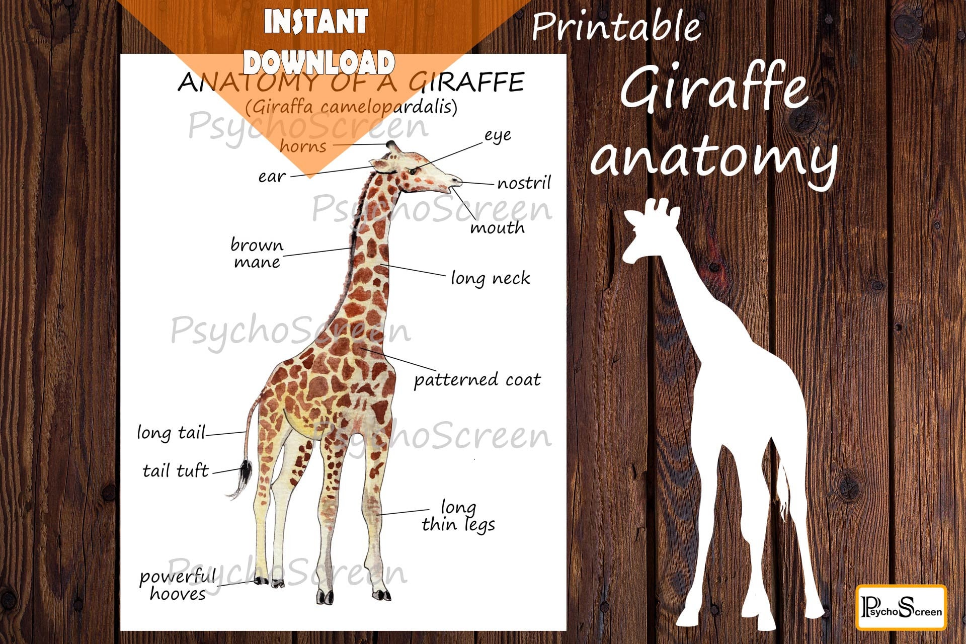 Giraffe anatomy Body parts Diagram of a giraffe Mammals | Etsy