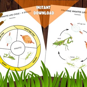 PRAYING MANTIS Unit Study, MEGA Printable Bundle With Anatomy, Life ...